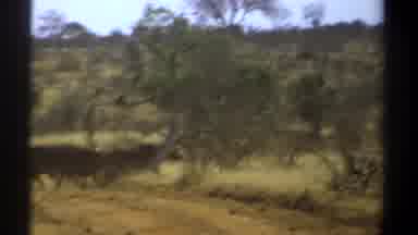Kenya (1969): Wild Animals Herd Crossing A Rustic Road Heading Into The Woods