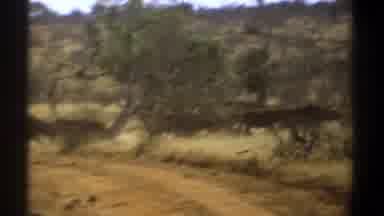 Kenya (1969): A Herd Of Cattle Or Buffalo Galloping Along