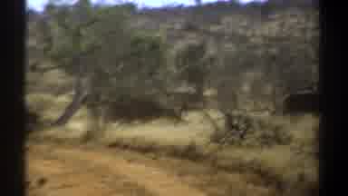 Kenya (1969): Cattle Running Through The Bush Surrounded By Trees And Bushes