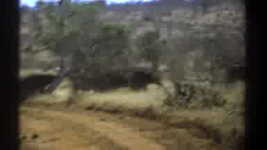 Kenya (1969): Ox Running Savannah Nature Road Animal Bird Tree Free Ground