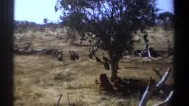 Kenya (1969): Flock Of Birds In Dry Grassland Area With Trees And Shrubs On Sunny