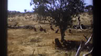 Kenya (1969): A Colony Of Birds In Their Natural Habitat With A Small Green Leafy
