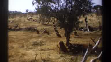 Kenya (1969): Flock Of Birds Sitting In Brown Field On A Bright Sunny Day