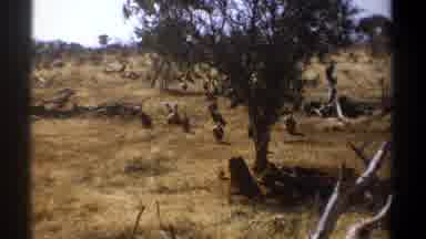 Kenya (1969): Havanas Birds Near A Tree