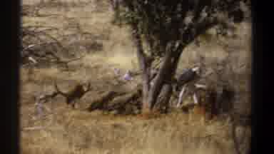 Kenya (1969): Birds Gathering Around Food Source Feeding Off Prey In Nature