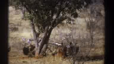 Kenya (1969): Some Birds Behind Tree Walking Away In Sun And Yellow Dry Grass