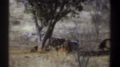 Kenya (1969): Vultures Eating Under Green Tree On A Bright Sunny Day