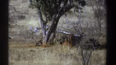 Kenya (1969): Flock Of Vultures Eating Under Green Tree On A Sunny Day