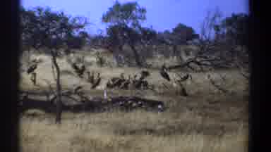 Kenya (1969): The Birds Plain By The Trees