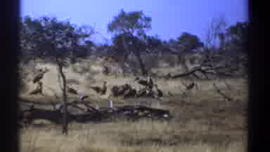 Kenya (1969): Many Birds With Long Beaks And Large Wings On The Green Grass Some
