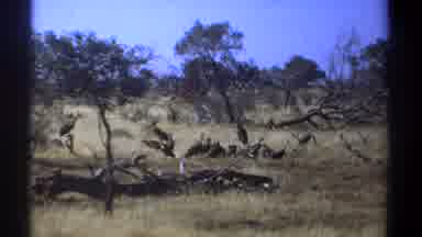 Kenya (1969): Birds Huddled In A Tree Together Like A Flock In The Middle Of