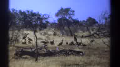 Kenya-1969: Vultures And Wildebeests In Savanna Wildlife