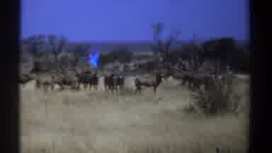 Kenya (1969): Wildebeests In Tall Tan Grassland With Shrubs And Trees Foraging
