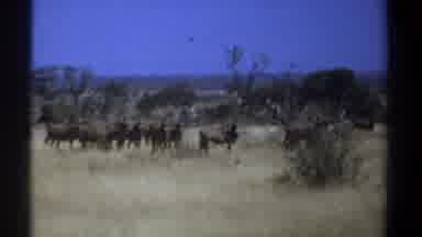 Kenya (1969): Wild Animals Feeding Walking In The Bush With Trees In The
