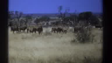 Kenya (1969): Herd Of Gazelles Walking Through Tall Grass On A Sunny Day