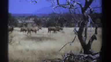 Kenya (1969): Group Of Animals Migrating Through Grassland With Trees And Shrubs