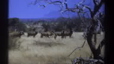 Kenya (1969): Antelopes On A Safari