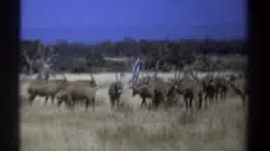 Kenya (1969): Herd Of Gnus Grazing In Tan Field On A Sunny Day