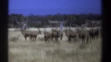 Kenya (1969): A Herd Of Gemstone Crowd Together On An African Grassland And Swish