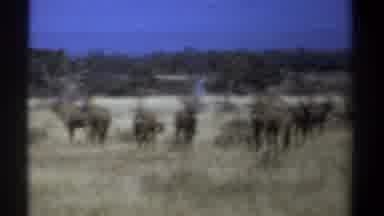 Kenya (1969): Vintage Footage Of Wildlife Grazing And Giraffe Running In Natural
