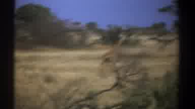 Kenya (1969): Giraffe Running Away From Camera Blurry Footage Savanna Trees Shrubs