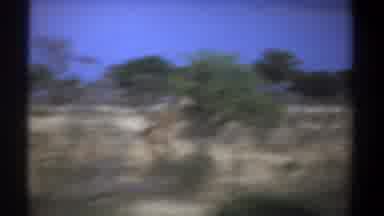 Kenya (1969): Blurred Footage Of A Tower Of Giraffe Running Through Their Natural