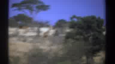 Kenya (1969): Poachers Kill An Elephant