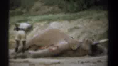 Kenya (1969): Black Man In Hat Shirt And Shorts Finds A Wounded Elephant Lying On