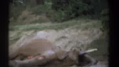 Kenya (1969): Rare Elephant Found Dead By Forest Police Officer