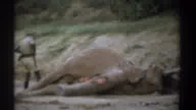 Kenya (1969): Rescue Man Finds Dead Elephant With Large Wounds On Its Legs