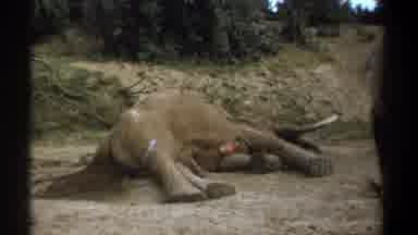 Kenya (1969): Very Sad Video Of A Dead Elephant