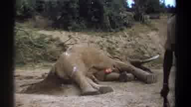 Kenya (1969): Dead Large Wild Tusk Elephant Lying Alone In Ground Men Watching