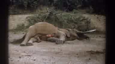 Kenya (1969): Someone Films Large Injured Elephant Lying Down In The Dirt