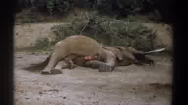 Kenya (1969): Carcass Of Dead African Elephant Lying On Ground Near Pile Of Tree