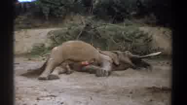 Kenya (1969): Animals From Kenya In The Wild Elephant Killed On The Road