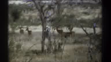 Kenya (1969): Some Wild Animals In The Bush Feeding In Their Natural Habitat