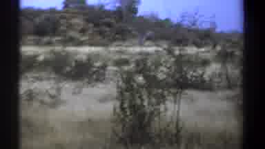 Kenya (1969): Beautiful Forest in Kenya