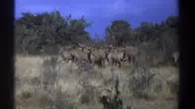 Kenya (1969): Herd Of Gnus Standing Near Green Trees On A Sunny Day