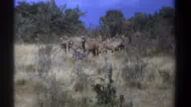 Kenya (1969): A Group Of Wildlife Congregating In The Wild