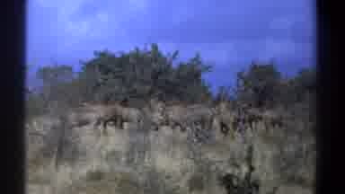 Kenya (1969): A Herd Of About A Dozen Antelope Kick Up Their Heels To Run Lightly