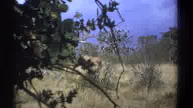 Kenya (1969): Tiger Roaming Free Near Man Reading A Book