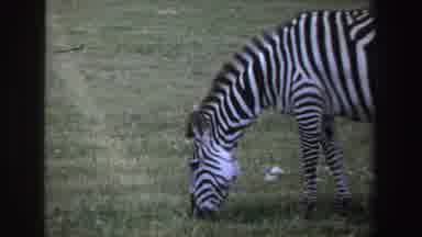 South Africa-1969: Zebra Grazing In Grass Field At Evening