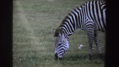 South Africa-1969: Zebra Grazing And Wildebeest Walking On The Green Plains
