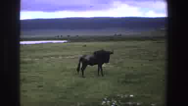 South Africa-1969: Camera Zooms In On Wildebeest On Grassland Scratching An Itch