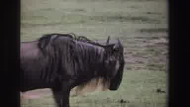 South Africa-1969: Camera Follows Wildebeest Walking in Grassy Area Side View