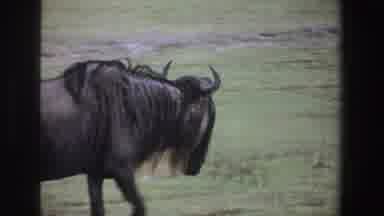 South Africa (1969): A Donkey With A Thick Fur And Horn Walking Alone In The Bush