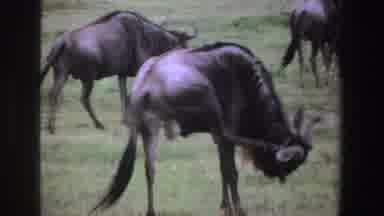 South Africa (1969): A Herd Of Black Buffaloes In The Wild With Trees And Other