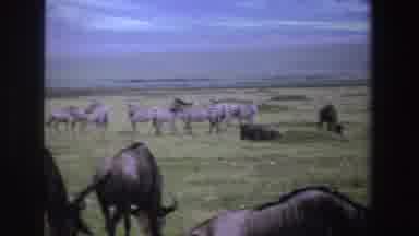 South Africa (1969): Wildebeests And Zebras Graze And Move Around On Grassland