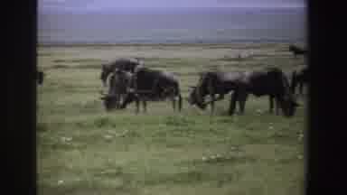 South Africa (1969): Herd Of Wildebeests Grazing On Grassland On Sunny Day Tail