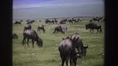 South Africa (1969): A Home Movie Depicting Many Wilde beasts On An Open Plain